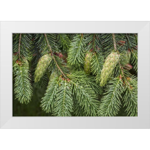 Washington State, Seabeck Douglas fir cones White Modern Wood Framed Art Print by Paulson, Don