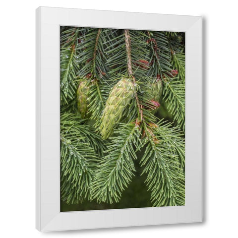 Washington State, Seabeck Douglas fir cones White Modern Wood Framed Art Print by Paulson, Don