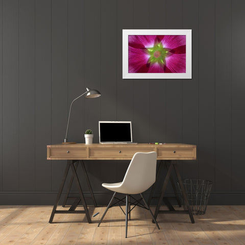 Washington, Seabeck Hollyhock blossom composite White Modern Wood Framed Art Print by Paulson, Don