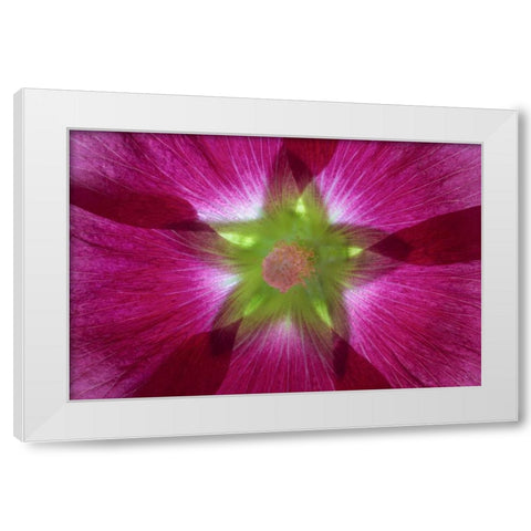 Washington, Seabeck Hollyhock blossom composite White Modern Wood Framed Art Print by Paulson, Don
