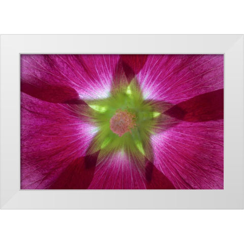 Washington, Seabeck Hollyhock blossom composite White Modern Wood Framed Art Print by Paulson, Don