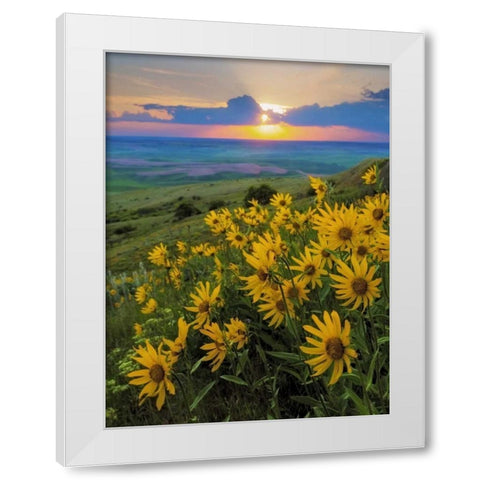 WA, Palouse Hills Douglas sunflowers White Modern Wood Framed Art Print by Paulson, Don
