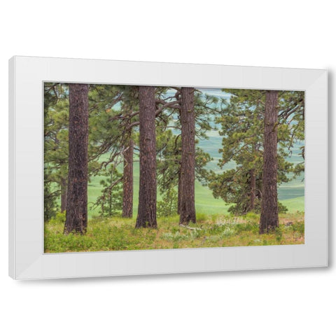 Washington, Palouse Hills Pine forest scenic White Modern Wood Framed Art Print by Paulson, Don
