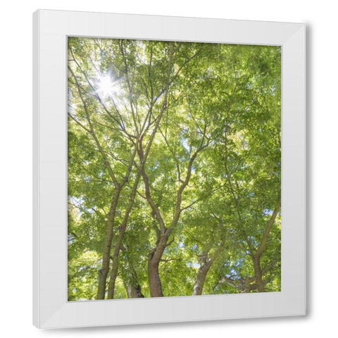 WA, Seattle Sun shining through maple trees White Modern Wood Framed Art Print by Paulson, Don