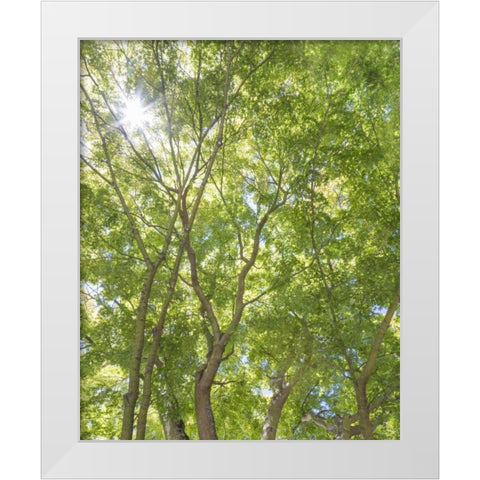 WA, Seattle Sun shining through maple trees White Modern Wood Framed Art Print by Paulson, Don