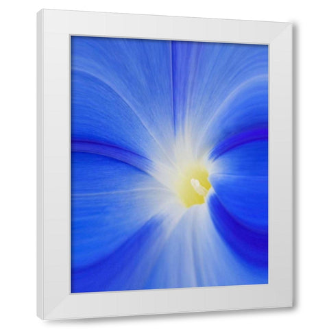 Washington State, Palouse A morning glory flower White Modern Wood Framed Art Print by Flaherty, Dennis