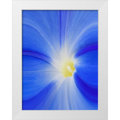 Washington State, Palouse A morning glory flower White Modern Wood Framed Art Print by Flaherty, Dennis