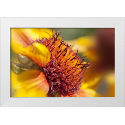 Washington State, Palouse A sunflower White Modern Wood Framed Art Print by Flaherty, Dennis