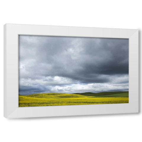 WA, Palouse Canola field on a stormy day White Modern Wood Framed Art Print by Flaherty, Dennis