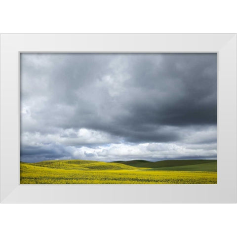 WA, Palouse Canola field on a stormy day White Modern Wood Framed Art Print by Flaherty, Dennis