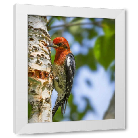 Washington, Seabeck Red-breasted sapsucker White Modern Wood Framed Art Print by Paulson, Don
