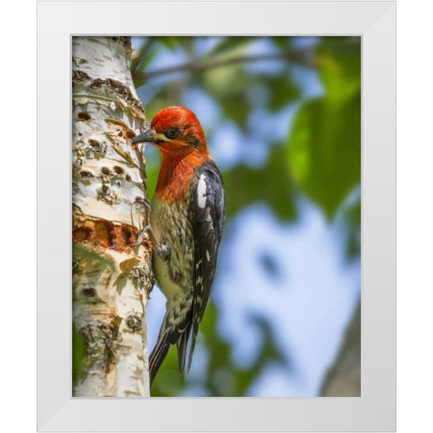 Washington, Seabeck Red-breasted sapsucker White Modern Wood Framed Art Print by Paulson, Don