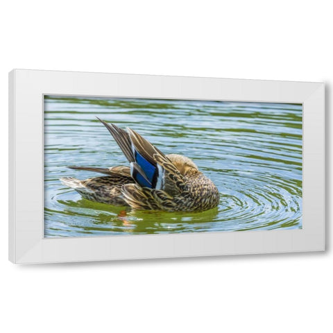 Washington, Seabeck Mallard duck preening White Modern Wood Framed Art Print by Paulson, Don