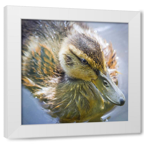 Washington State, Seabeck Mallard duck chick White Modern Wood Framed Art Print by Paulson, Don