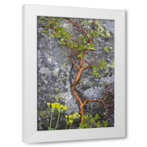 WA, Wenatchee NF Manzanita growing on boulder White Modern Wood Framed Art Print by Paulson, Don