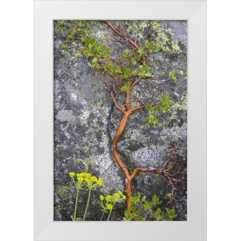 WA, Wenatchee NF Manzanita growing on boulder White Modern Wood Framed Art Print by Paulson, Don