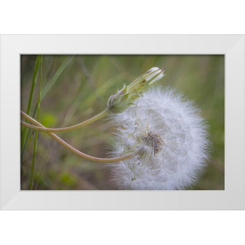 Washington State, Wenatchee NF Salsify seed head White Modern Wood Framed Art Print by Paulson, Don