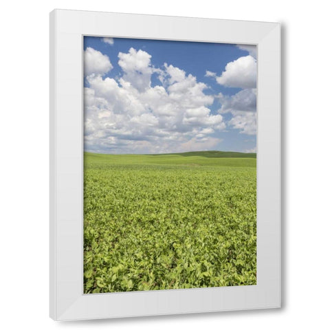 Washington, Palouse Hills Field of spring peas White Modern Wood Framed Art Print by Paulson, Don