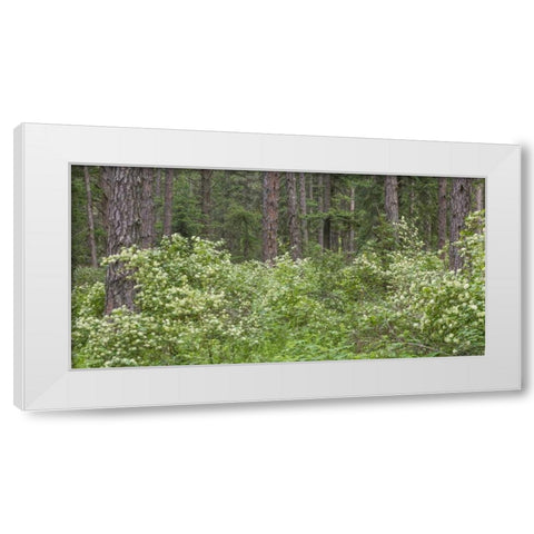 Washington, Palouse Hills, flowering ninebark White Modern Wood Framed Art Print by Paulson, Don