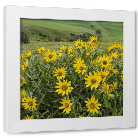 WA, Kamiak Butte Co Park Douglass sunflowers White Modern Wood Framed Art Print by Paulson, Don