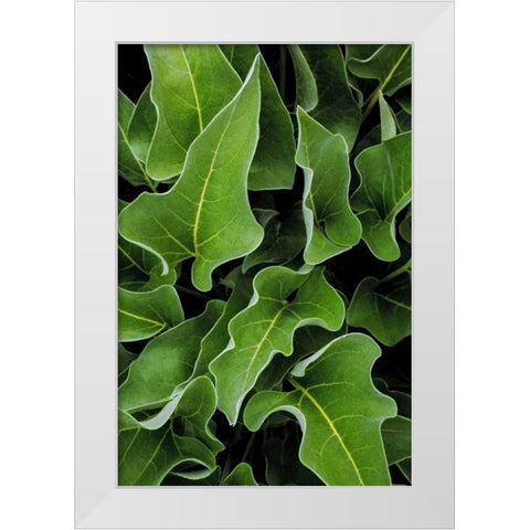 WA, Palouse Hills Arrowleaf balsamroot plant White Modern Wood Framed Art Print by Paulson, Don