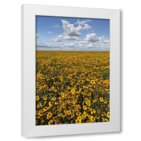 Washington State, Connell Coneflower field White Modern Wood Framed Art Print by Paulson, Don