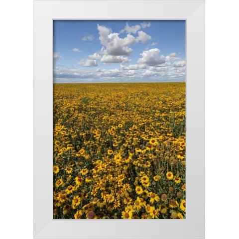 Washington State, Connell Coneflower field White Modern Wood Framed Art Print by Paulson, Don