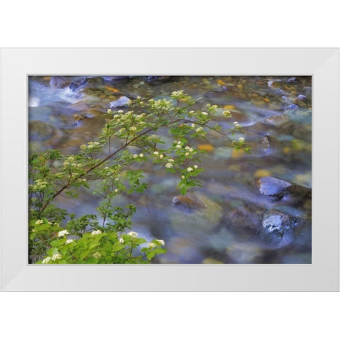 Washington Red osier dogwood over Teanaway River White Modern Wood Framed Art Print by Paulson, Don