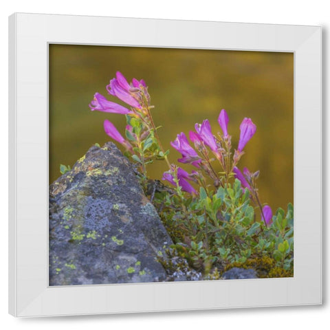 Washington, Wenatchee NF Penstemon flowers White Modern Wood Framed Art Print by Paulson, Don