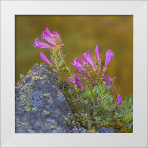 Washington, Wenatchee NF Penstemon flowers White Modern Wood Framed Art Print by Paulson, Don