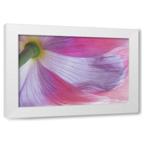 Washington, Seabeck Underside of poppy flower White Modern Wood Framed Art Print by Paulson, Don