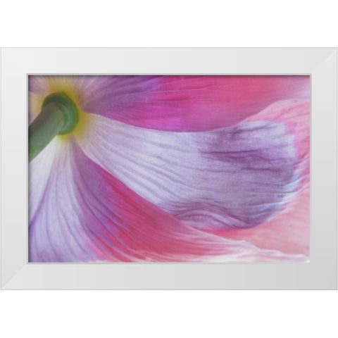 Washington, Seabeck Underside of poppy flower White Modern Wood Framed Art Print by Paulson, Don