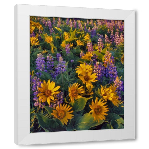Washington Balsamroot and lupine at dusk White Modern Wood Framed Art Print by Terrill, Steve