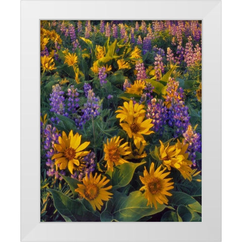 Washington Balsamroot and lupine at dusk White Modern Wood Framed Art Print by Terrill, Steve