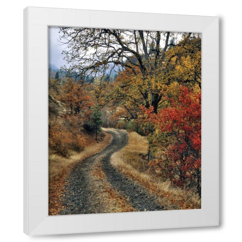 WA, Columbia Gorge NSA Road and autumn oaks White Modern Wood Framed Art Print by Terrill, Steve