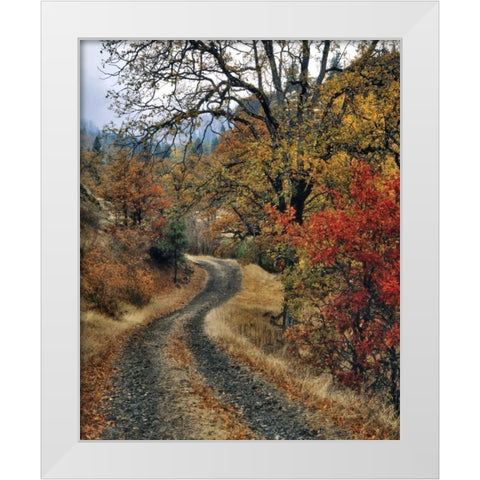 WA, Columbia Gorge NSA Road and autumn oaks White Modern Wood Framed Art Print by Terrill, Steve