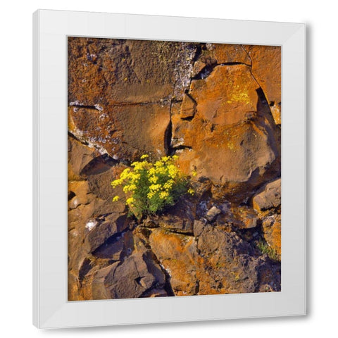 USA, Washington Lomatium flowers on basalt rocks White Modern Wood Framed Art Print by Terrill, Steve