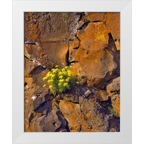 USA, Washington Lomatium flowers on basalt rocks White Modern Wood Framed Art Print by Terrill, Steve