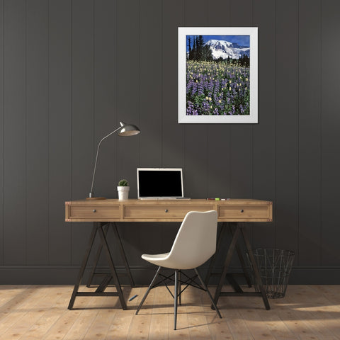WA, Paradise Park Field of lupine and bistort White Modern Wood Framed Art Print by Terrill, Steve