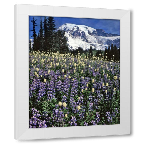 WA, Paradise Park Field of lupine and bistort White Modern Wood Framed Art Print by Terrill, Steve