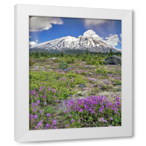WA, Gifford Pinchot NF Mount St Helens landscape White Modern Wood Framed Art Print by Terrill, Steve