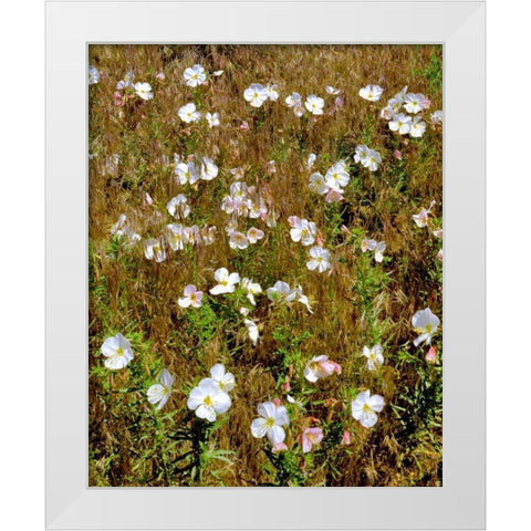 WA, Klickitat Co, Wild primrose in field White Modern Wood Framed Art Print by Terrill, Steve