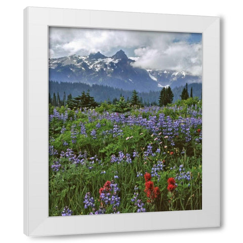 WA, Mount Rainier NP Lupine and paintbrush White Modern Wood Framed Art Print by Terrill, Steve