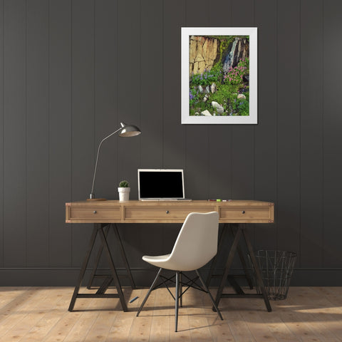WA, Mount Rainier NP Lupine and monkey flower White Modern Wood Framed Art Print by Terrill, Steve