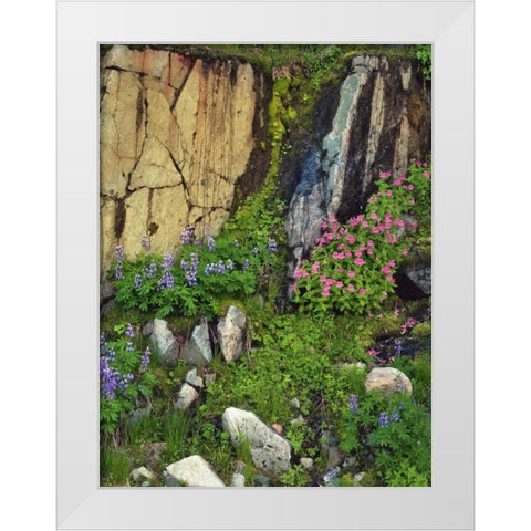 WA, Mount Rainier NP Lupine and monkey flower White Modern Wood Framed Art Print by Terrill, Steve