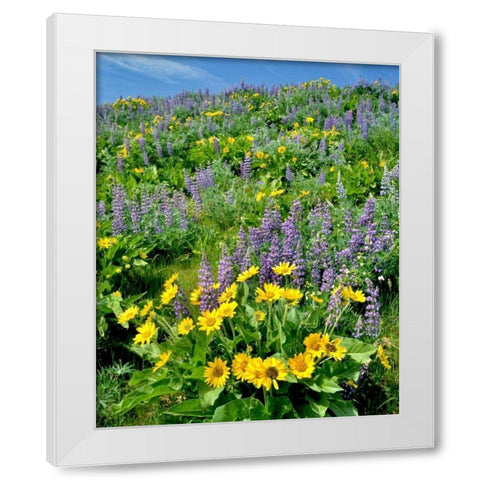 WA, Balsamroot and lupine in Columbia Gorge NSA White Modern Wood Framed Art Print by Terrill, Steve