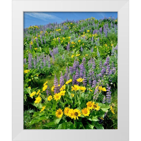 WA, Balsamroot and lupine in Columbia Gorge NSA White Modern Wood Framed Art Print by Terrill, Steve