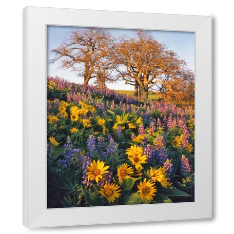 WA, Balsamroot, lupine, and oaks on hillside White Modern Wood Framed Art Print by Terrill, Steve