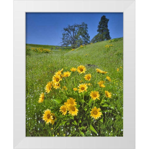 WA, Balsamroot, pine and oak trees on hillside White Modern Wood Framed Art Print by Terrill, Steve