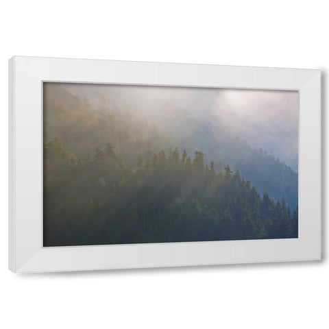 WA, Maple Grove Coastal forest in morning fog White Modern Wood Framed Art Print by Delisle, Gilles